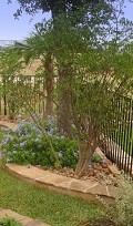 Landscape Maintenance Austin